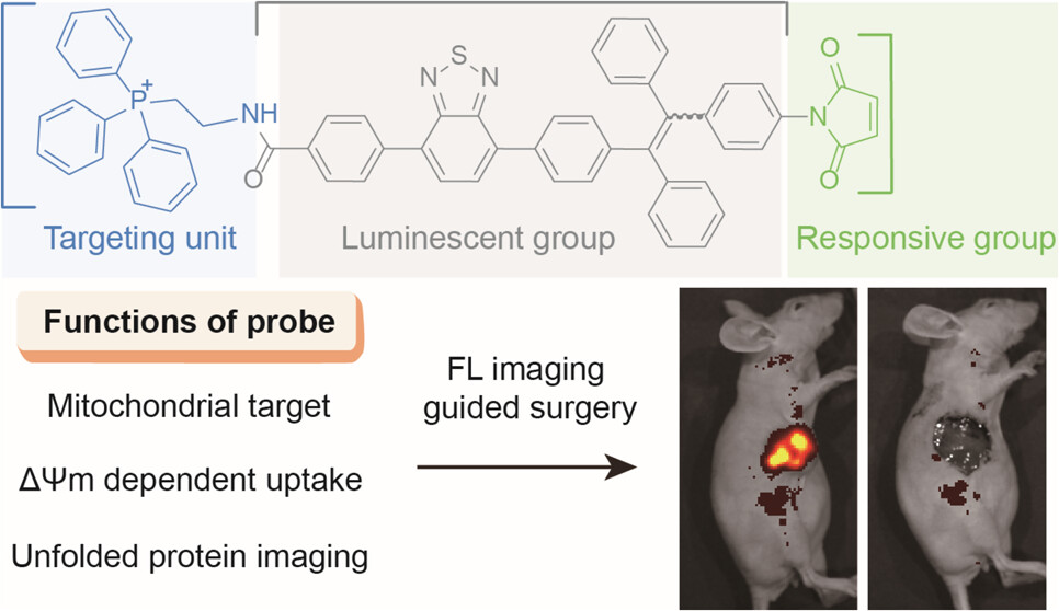 Mitochondrial Unfolded Protein Responsive Imaging and Surgical Navigation in Ovarian Cance.jpeg