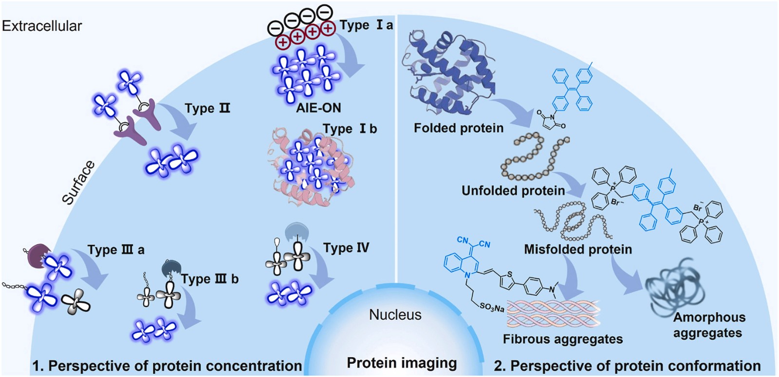 Comprehensive review of protein imaging with AIEgens conjugated probes.jpg