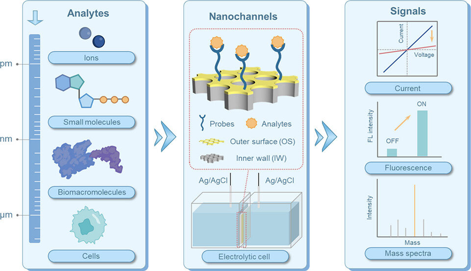 Detection of Analytes with the Outer Surface of Solid-State Nanochannels.jpeg