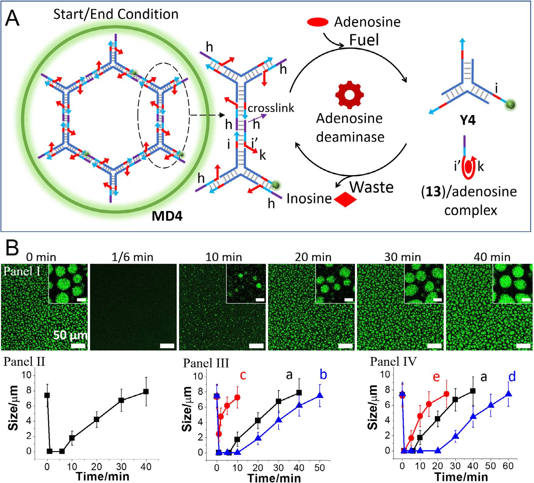 Small - 2026 - Han - Dynamic Switchable and Transient DNA Condensates Driven by Aptamer‐Ligand or Ion‐Nucleobase Bridged.jpg