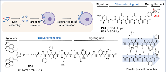 11_2024_Nanofibers_in_Organelles_From_Structure_Design_to_Biomedical_Applications.png 11_2024_Nanofibers_in_Organelles_From_Structure_Design_to_Biomedical_Applications.png