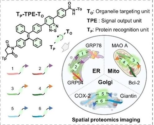 13_2024_A_Universal_and_Programmable_Platform_based_on_Fluorescent_Peptide-Conjugated_Prob.png 13_2024_A_Universal_and_Programmable_Platform_based_on_Fluorescent_Peptide-Conjugated_Prob.png