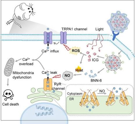 12_2024_Photo-Controlled_Calcium_Overload_from_Endogenous_Sources_for_Tumor_Therapy.png 12_2024_Photo-Controlled_Calcium_Overload_from_Endogenous_Sources_for_Tumor_Therapy.png