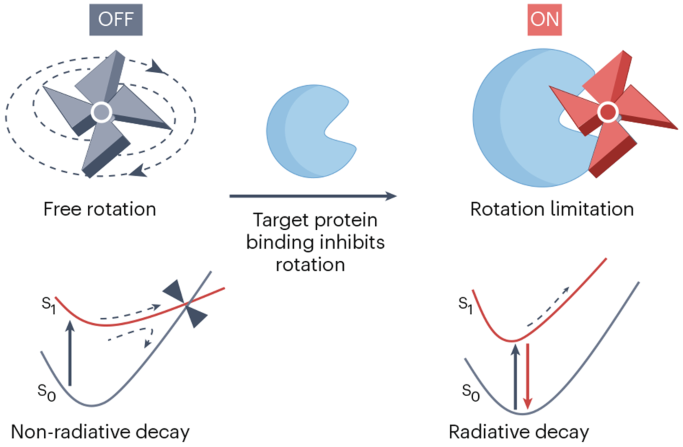 01_2026_Molecular_rotor-based_probes_for_protein_monitoring_in_biomedical_research.png 01_2026_Molecular_rotor-based_probes_for_protein_monitoring_in_biomedical_research.png