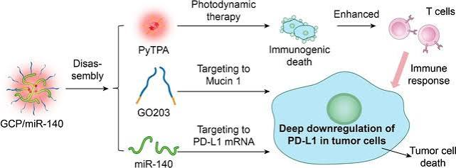 15_2022_Deep_Downregulation_of_PD-L1_by_Caged_Peptide-Conjugated_AIEgenmiR-140_Nanoparticl.png 15_2022_Deep_Downregulation_of_PD-L1_by_Caged_Peptide-Conjugated_AIEgenmiR-140_Nanoparticl.png