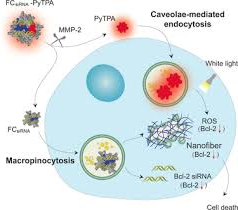 17_2020_Tumor-Triggered_Disassembly_of_a_Multiple-Agent-Therapy_Probe_for_Efficient_Cellul.png 17_2020_Tumor-Triggered_Disassembly_of_a_Multiple-Agent-Therapy_Probe_for_Efficient_Cellul.png