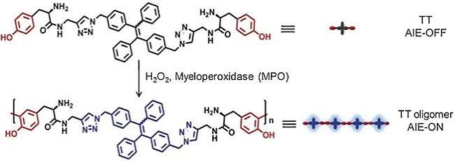 19_2018_An_Intracellular_H2O2-Responsive_AIEgen_for_the_Peroxidase-Mediated_Selective_Imag.png 19_2018_An_Intracellular_H2O2-Responsive_AIEgen_for_the_Peroxidase-Mediated_Selective_Imag.png