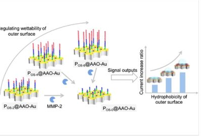 21_2023_Enzyme_Regulating_the_Wettability_of_the_Outer_Surface_of_Nanochannels.png 21_2023_Enzyme_Regulating_the_Wettability_of_the_Outer_Surface_of_Nanochannels.png