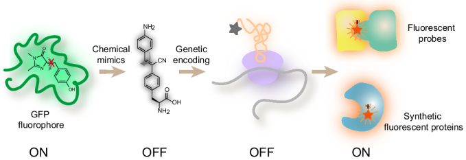 05_2024_Designing_artificial_fluorescent_proteins_and_biosensors_by_genetically_encoding_m.png 05_2024_Designing_artificial_fluorescent_proteins_and_biosensors_by_genetically_encoding_m.png
