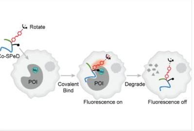 28_2025_A_Covalent_Self-Reporting_Peptide_Degrader_Enables_Real-Time_Monitoring_of_Targete.png 28_2025_A_Covalent_Self-Reporting_Peptide_Degrader_Enables_Real-Time_Monitoring_of_Targete.png
