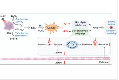 29_2025_Photochemical_Generation_of_Peroxynitrite_Concurrent_Inhibition_of_Glycolysis_and.png 29_2025_Photochemical_Generation_of_Peroxynitrite_Concurrent_Inhibition_of_Glycolysis_and.png