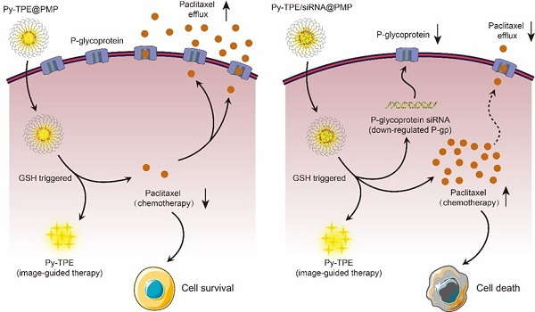 31_2021_Biocompatible_AIEgenp-glycoprotein_siRNA@reduction-sensitive_paclitaxel_polymeric.png 31_2021_Biocompatible_AIEgenp-glycoprotein_siRNA@reduction-sensitive_paclitaxel_polymeric.png