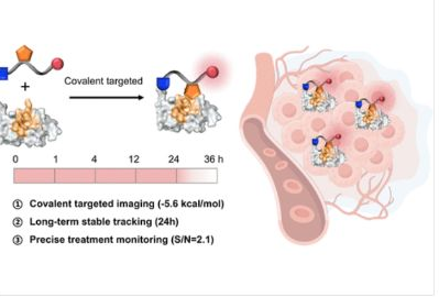48_2026_A_Covalent_Targeted_Platform_for_Protein_Dynamic_Tracking.png 48_2026_A_Covalent_Targeted_Platform_for_Protein_Dynamic_Tracking.png