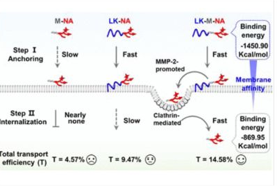 50_2023_Regulating_the_Membrane_Affinity_of_Multi-module_Probes_to_Address_the_Trade-off_b.png 50_2023_Regulating_the_Membrane_Affinity_of_Multi-module_Probes_to_Address_the_Trade-off_b.png