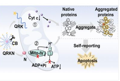51_2023_Peptide-Conjugated_Probe_Inducing_Mitochondrial_Dysfunction_and_Self-Reporting_Cel.png 51_2023_Peptide-Conjugated_Probe_Inducing_Mitochondrial_Dysfunction_and_Self-Reporting_Cel.png