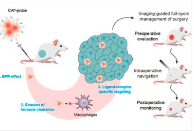 52_2023_Cancer-Associated_Fibroblast_Mimetic_AIE_Probe_for_Precision_Imaging-Guided_Full-C.png 52_2023_Cancer-Associated_Fibroblast_Mimetic_AIE_Probe_for_Precision_Imaging-Guided_Full-C.png