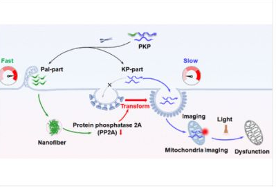 54_2022_Endocytosis_Pathway_Self-Regulation_for_Precise_Image-Guided_Therapy_through_an_En.png 54_2022_Endocytosis_Pathway_Self-Regulation_for_Precise_Image-Guided_Therapy_through_an_En.png