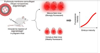 55_2022_Erythrocyte_Membrane-Camouflaged_Aggregation-Induced_Emission_Nanoparticles_for_Fe.png 55_2022_Erythrocyte_Membrane-Camouflaged_Aggregation-Induced_Emission_Nanoparticles_for_Fe.png