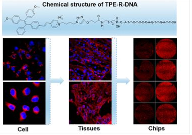 57_2018_DNA-Conjugated_Amphiphilic_Aggregation-Induced_Emission_Probe_for_Cancer_Tissue_Im.png 57_2018_DNA-Conjugated_Amphiphilic_Aggregation-Induced_Emission_Probe_for_Cancer_Tissue_Im.png