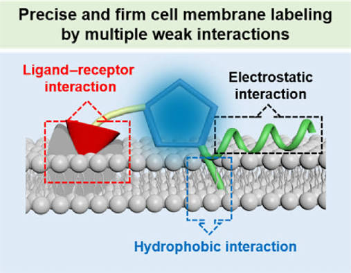 45_2022_Peptide-Conjugated_Aggregation-Induced_Emission_Fluorogen_Precise_and_Firm_Cell_Me.png 45_2022_Peptide-Conjugated_Aggregation-Induced_Emission_Fluorogen_Precise_and_Firm_Cell_Me.png
