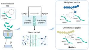 46_2026_Functionalized_two-dimensional_nanochannel_membranes_to_distinguish_methylatedunme.png 46_2026_Functionalized_two-dimensional_nanochannel_membranes_to_distinguish_methylatedunme.png
